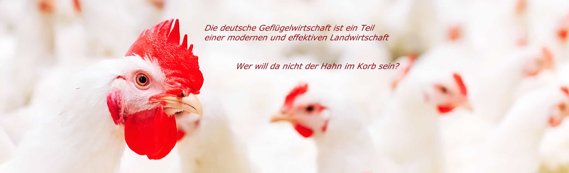 Hahn im Korb (deutsche Geflügelwirtschaft)