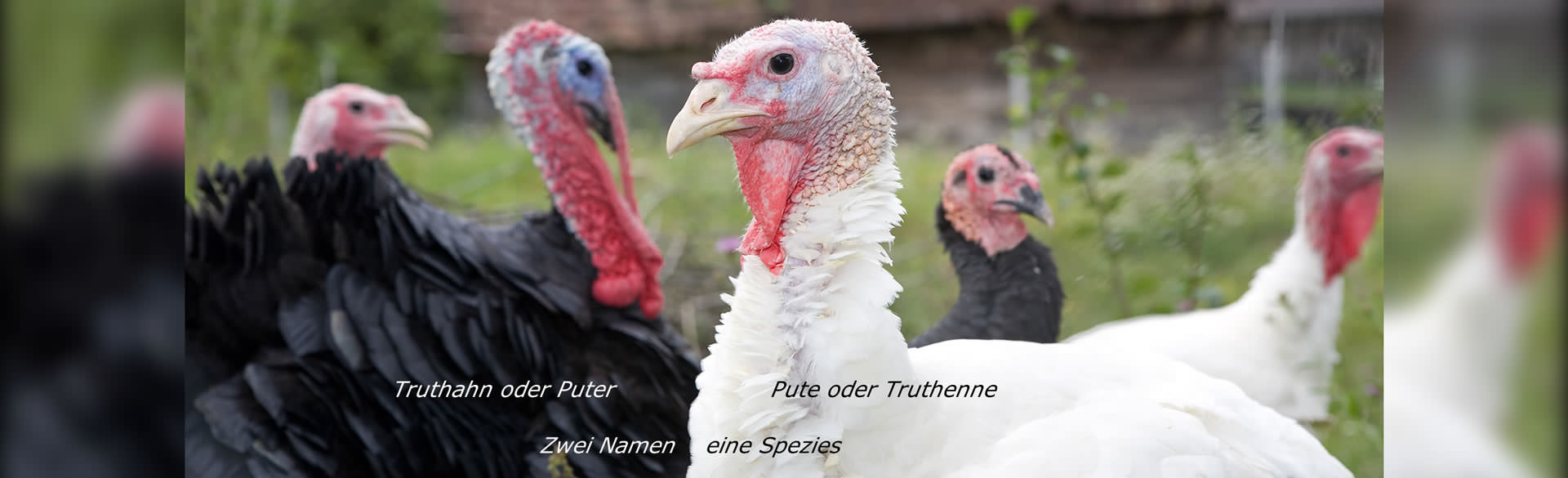 Truthahn vs Pute